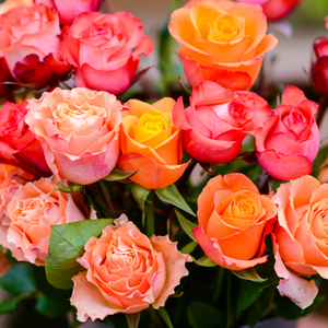 Exquisite Long Stem Roses [LifeMart Exclusive]