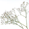 Baby's breath flower against a white background