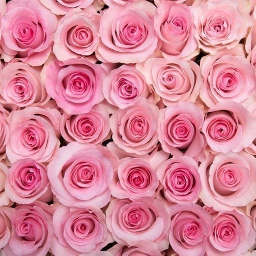 24 Pink Roses