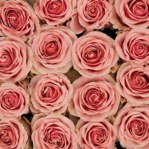 Exquisite Pink Long Stem Roses [40Boxes Exclusive]