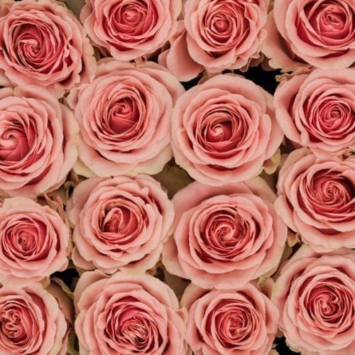 24 Bi-Color Pink Roses