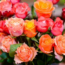 Exquisite Long Stem Roses [Groupon Exclusive]
