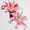 Elegant Lilies (Addon)